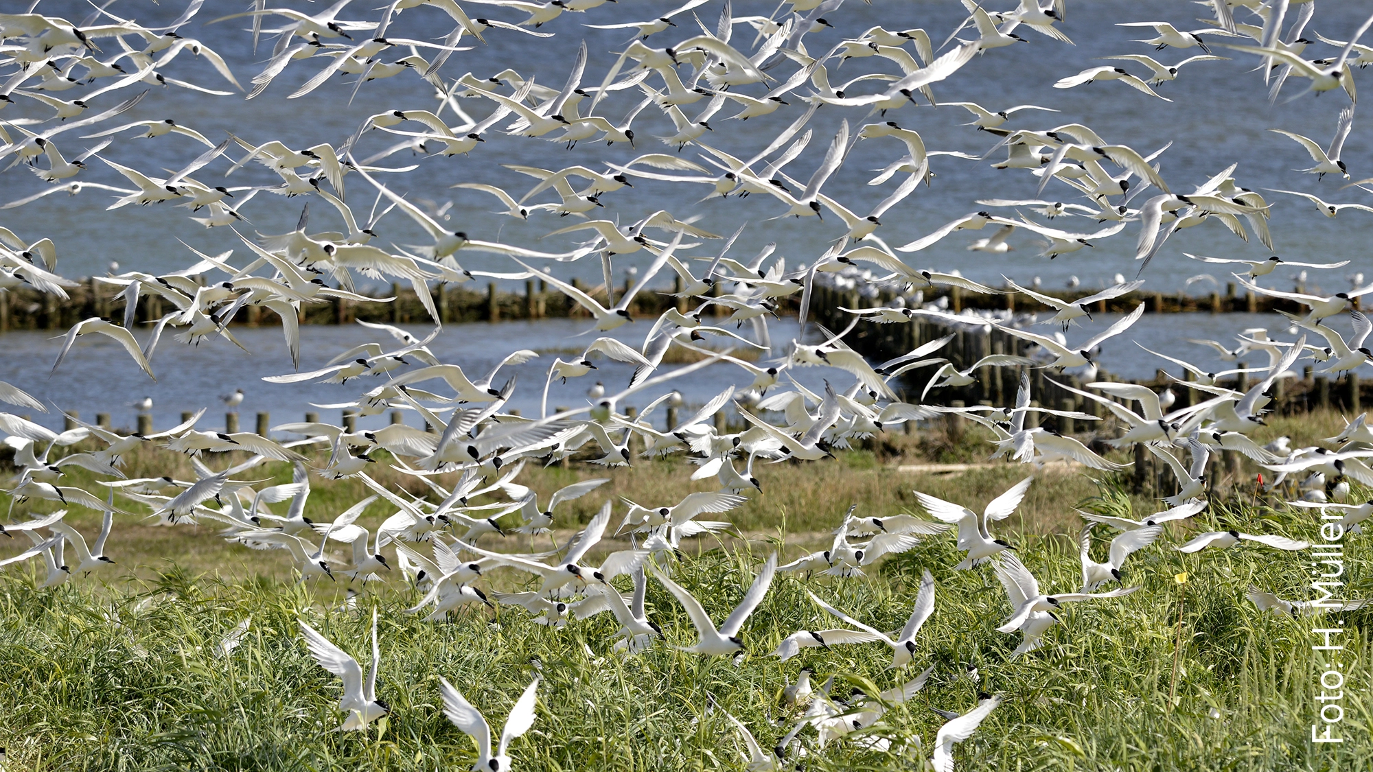 Brandseeschwalben in Kolonie