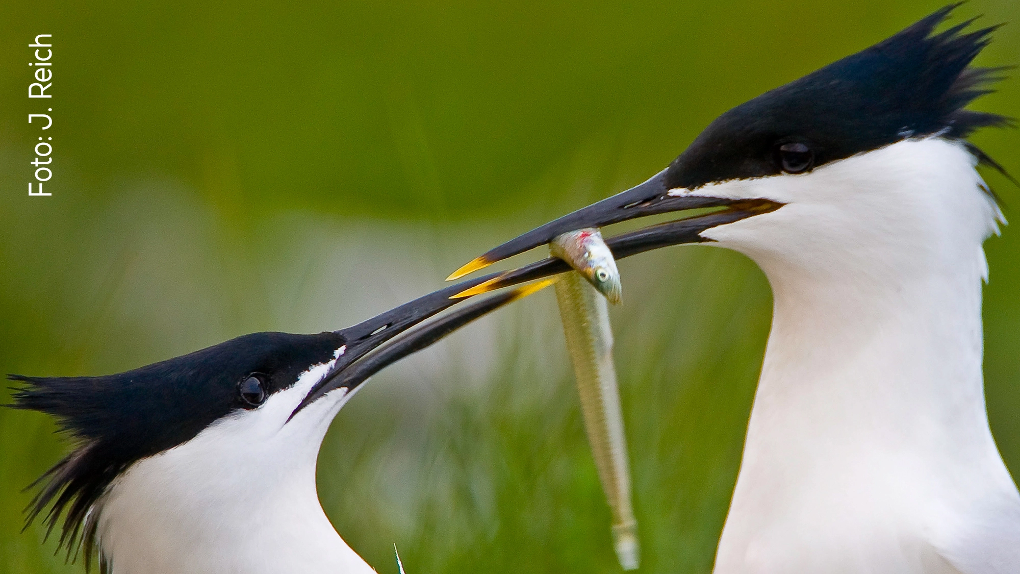 Balzgeschenk der Brandseeschwalben