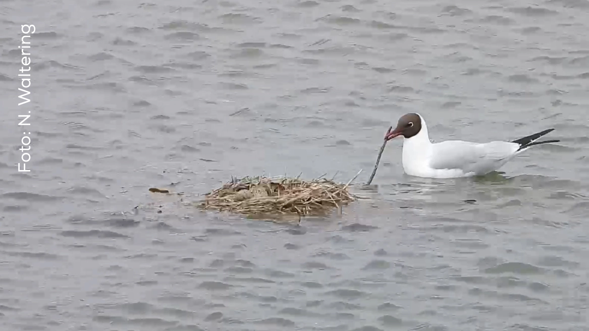 Schwimmendes Gelege mit Lachmöwe