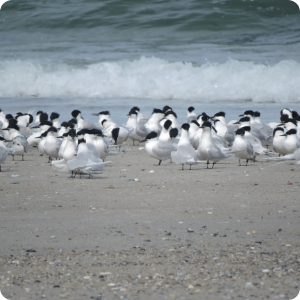 20200416_Brandseeschwalben_Nordstrand_Chiara