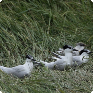 brandseeschwalbe01_norderoog2008_c.grave