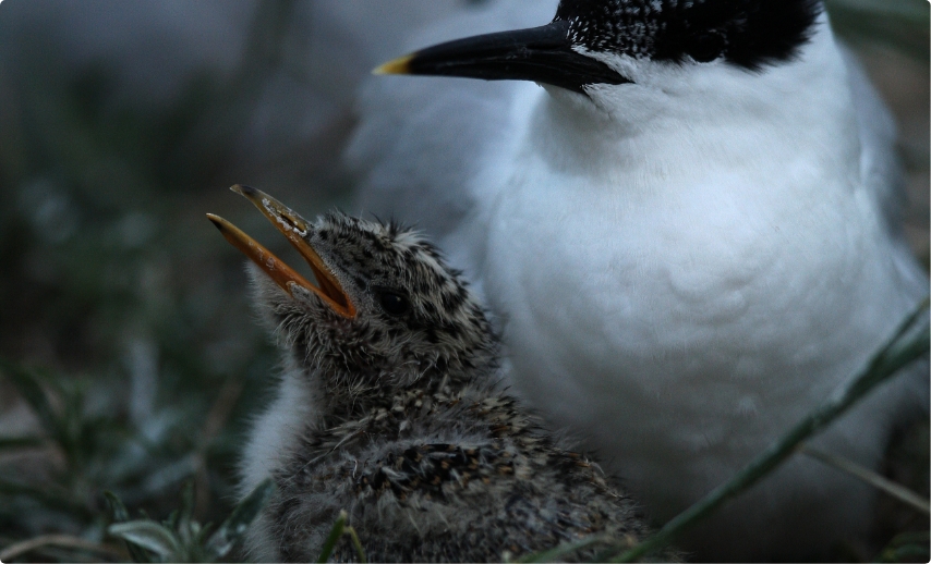 Brandseeschwalbenkuueken 3 Norderoog 6-2008 Foto Bolm-Audorff Wiesbaden