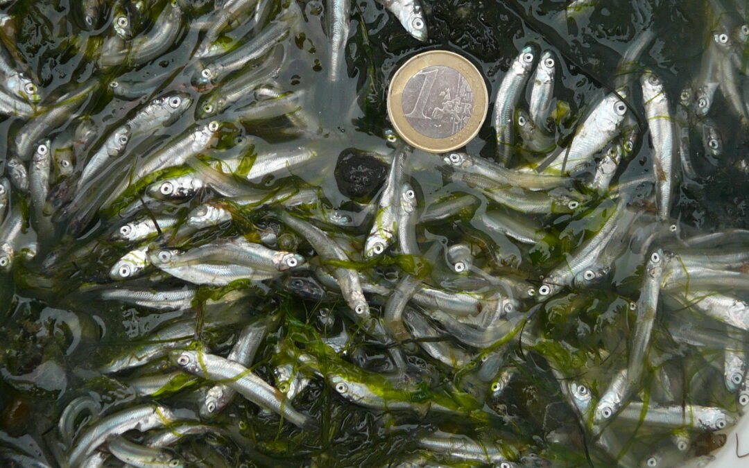 Wenig Heringe im Wattenmeer? Eine These zur schlechten Nahrungsverfügbarkeit auf Norderoog 2025