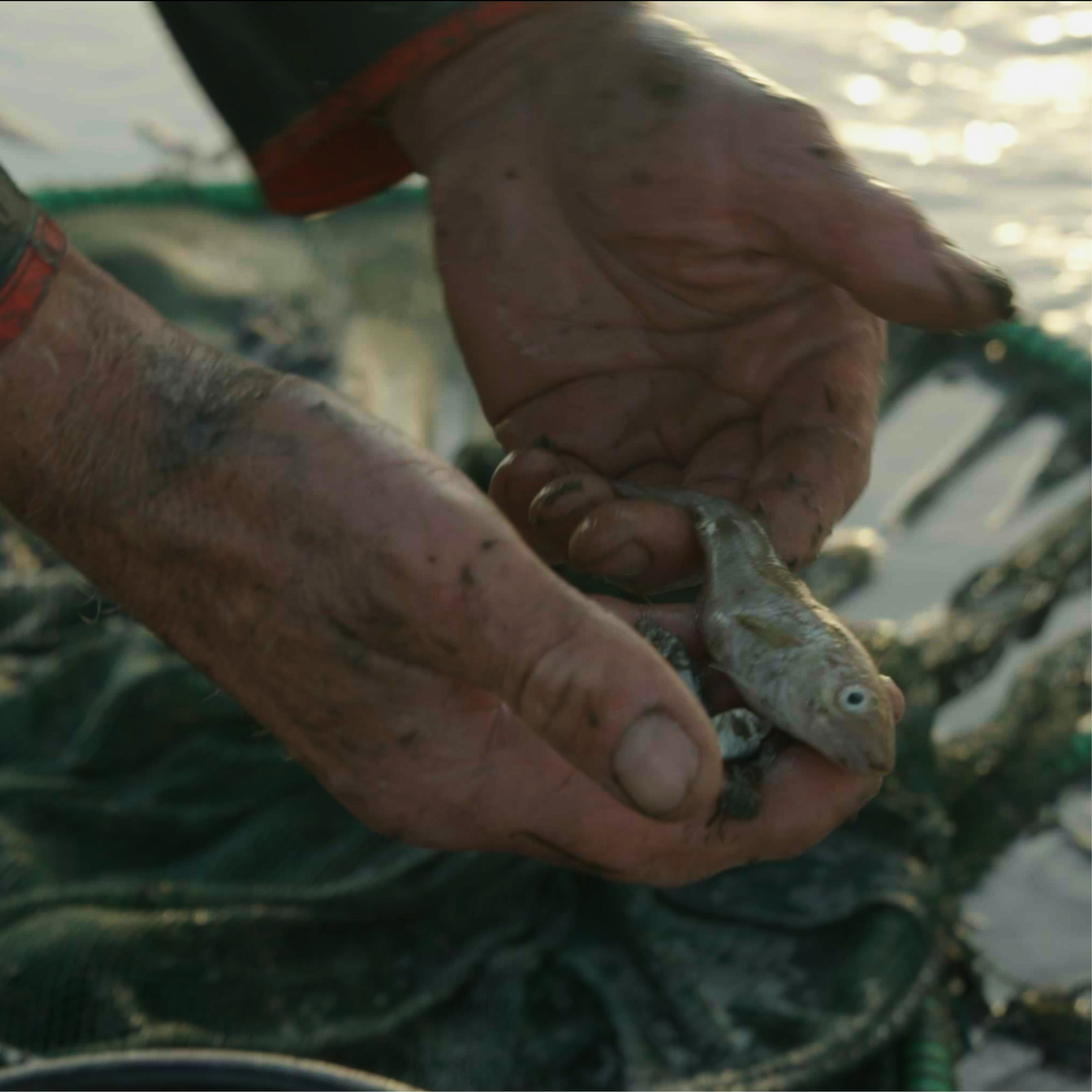 Peggellogger_Norderoog