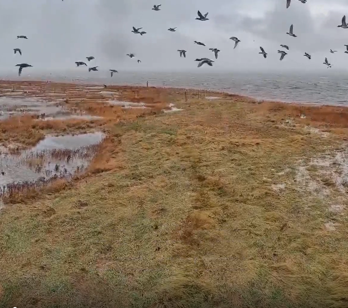 Peggellogger_Norderoog